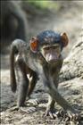 03 Baby Baboon